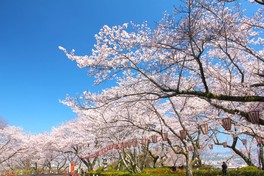 約500本の桜が美しく咲き誇り「日本のさくら名所100選」に選定されている