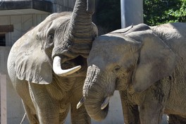 飼育下では世界に3頭しか確認されていないマルミミゾウ