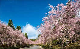 枝垂れ桜のプロムナードは4月中旬が見頃