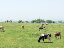 雄大な景色と牛たちがお出迎え