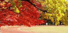 黄色や赤など鮮やかな紅葉に染まる運動広場