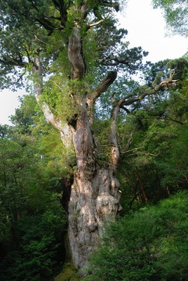 スギとしては日本一の太さを誇る縄文杉