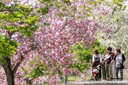 桜の季節には多くの花見客が訪れる