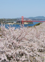 春には平戸瀬戸を背景に満開の桜が咲き誇る