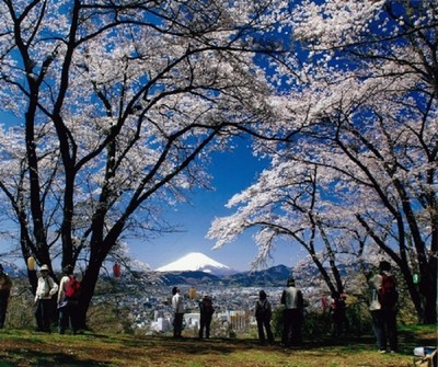 咲き誇る桜と富士山を同時に眺望できる名勝地