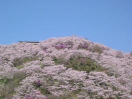 桜とツツジの名所として知られる