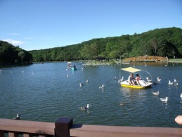 金太郎の池には水鳥が泳ぐ姿も見られ、のんびりとした風景に癒される
