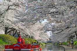「日本さくら名所100選」に選定されている