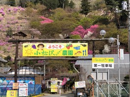 広々とした敷地でいちご狩りを満喫