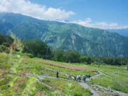 可憐に咲く高山植物を眺めながら山歩き