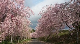 園内の桜は地元のボランティアにより植栽、整備されている