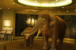 博物館に入るとすぐに母ゾウの「ナウママ」と子ゾウの「パオ」がお出迎え