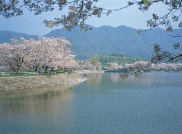 春には池の周りに咲き乱れる桜が見られる