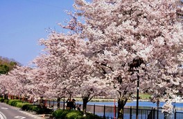 池沿いに桜が咲き誇り、見頃の時期にはライトアップされた夜桜も楽しめる
