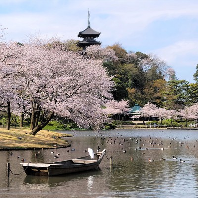 池や四季折々の草木が広がる広大な日本庭園