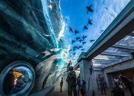 日本最大級の天井水槽を誇るペンギン館