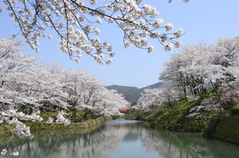 堀沿い一帯に咲き広がる満開の桜の光景は圧巻