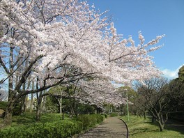 桜やケヤキなど園内にはさまざまな樹木が生い茂る