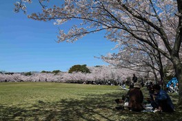 女山芝生広場には桜が植えられている