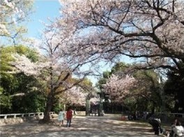 桜の名所の芸術公園