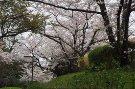 広島市内の桜の名所として知られる