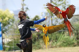 フリーフライトバードパフォーマンス「Wings」