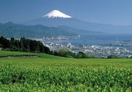 茶園越しに富士山を仰ぎ見る