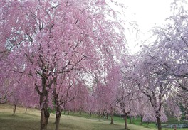 桜をはじめ四季折々の風景が楽しめる