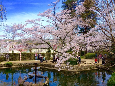 桜の時期には多くの花見客が訪れる