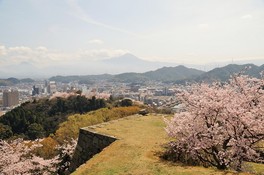高台から桜を背景に広がる市街地を一望できる