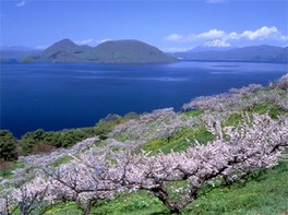 斜面に咲き誇る梅の花と青く輝く洞爺湖が織り成す絶景が楽しめる