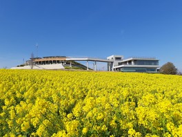 黄色の菜の花が一面に美しく咲き誇る