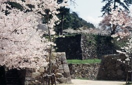 さくらの名所100選に選定され桜と石垣が風情ある雰囲気を醸し出す