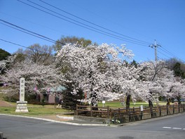 1883年の開設当初から桜とツツジの名所として有名