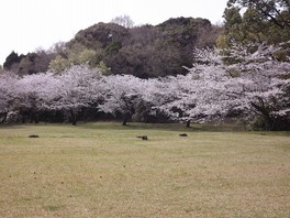 春は満開に咲き誇る桜が観賞できる