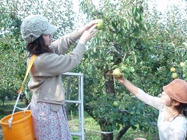 様々な種類の洋梨が実る観光農園