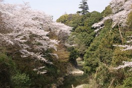 桜の名所としてろじ渓谷の風情がある景観が人気