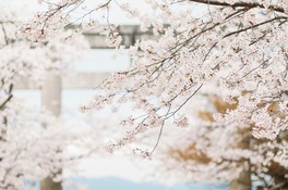 御神紋が桜である竈門神社では春は薄桃色に染まる桜の風景が見られる