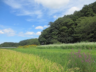 21世紀の森と広場 千葉県 の情報 ウォーカープラス