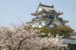 岸和田城下に咲き誇る桜を楽しめる