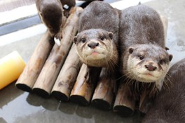 神奈川県の水族館 アクアリウム情報一覧 6件 ウォーカープラス