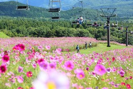 見頃を迎えたコスモスが高原を色鮮やかに染める
