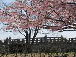 春にはカワヅサクラが咲き花見客でにぎわう
