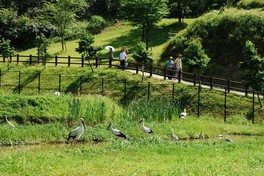 公開ケージで間近にコウノトリを観察できる