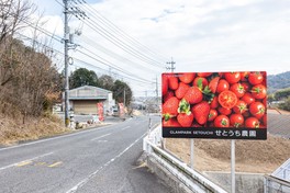 瀬戸内の太陽がふりそそぐビニールハウス