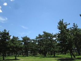 美しい松林が見どころだ