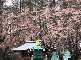 毎年4月下旬には境内が桜で彩られる