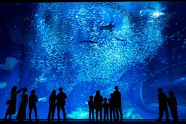 約2万尾のマイワシの群れが見どころの出会いの海の大水槽