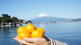富士山をバックにミカン狩りが楽しめる
