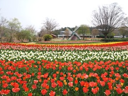 チューリップ約300品種14万球が花壇を覆い尽くす